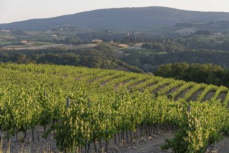 Rows of young vines, San Gimignano, Tuscany, Italy