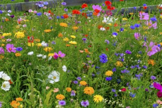 Wildflower meadow, Sesto, Dolomites, Val Pusteria, South Tyrol, Italy