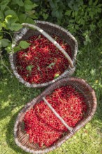 Two baskets of redcurrants or currants, Ribes Rubum, Upper Bavaria, Bavaria, Germany