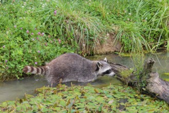 An adult raccoon (Procyon lotor) searches for food in the shallow water of a stream surrounded by