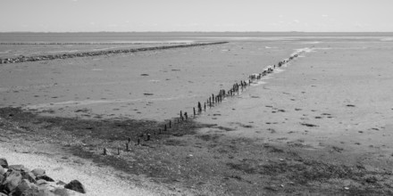 Wadden Sea at low tide, groynes, breakwater, Schleswig-Holstein Wadden Sea National Park, Pellworm