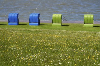 Beach chairs on a blooming meadow on the North Sea coast, Grünstrand, Pellworm Island, North Sea,