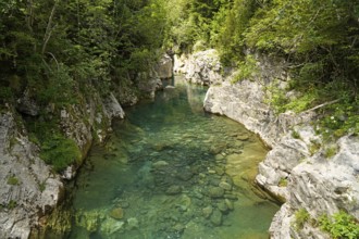 The River Ara in the Bujaruelo Valley or Valle de Bujaruelo near Torla-Ordesa, Spain