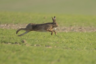European brown hare (Lepus europaeus) adult animal running in a farmland field in springtime,