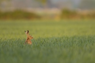 European brown hare (Lepus europaeus) adult animal in a farmland cereal field in springtime,