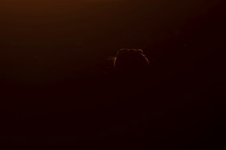 European brown hare (Lepus europaeus) adult animal rim lit from backlighting in a farmland field at