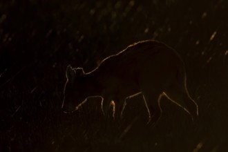 Chinese water deer (Hydropotes inermis) adult animal rim lit with backlighting at sunset standing