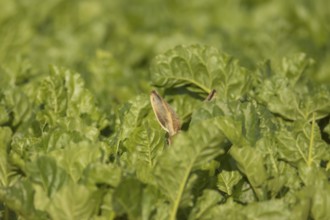 European brown hare (Lepus europaeus) adult animal in a farmland sugar beet field, England, United