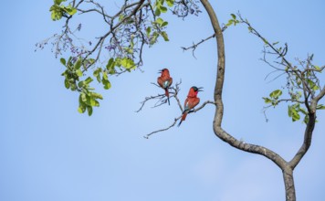 Scarlet Bee-eater (Merops nubicoides), two bee-eaters sitting in a tree against a blue sky,