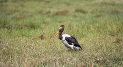 Saddle-billed stork (Ephippiorhynchus senegalensis), Okavango Delta, Moremi Game Reserve, Botswana