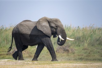 African elephant (Loxodonta africana), adult, Okavango Delta, Moremi Game Reserve, Botswana