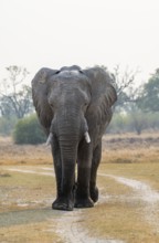 African elephant (Loxodonta africana), adult, Okavango Delta, Moremi Game Reserve, Botswana