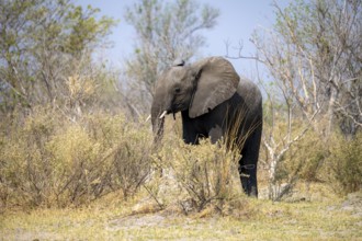 African elephant (Loxodonta africana), young animal, Okavango Delta, Moremi Game Reserve, Botswana