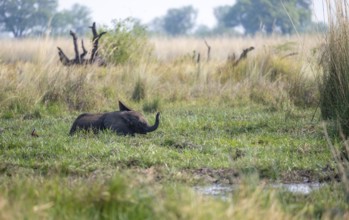 African elephant (Loxodonta africana), young animal bathing in the mud, Okavango Delta, Moremi Game