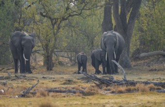 African elephant (Loxodonta africana), group with young, Okavango Delta, Moremi Game Reserve,
