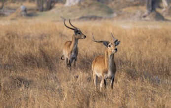 Letschwe or lychee moor antelope (Kobus leche), two animals in dry grass in the evening light,