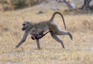 Bear baboon (Papio ursinus) young clinging to the mother's belly, running, Third Bridge, Okavango
