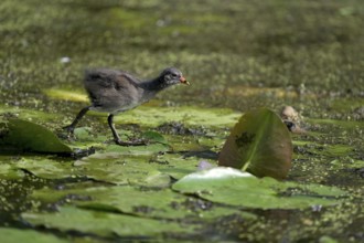 Green-footed moorhen (Gallinula chloropus), chick running over water plants, Lower Rhine, North