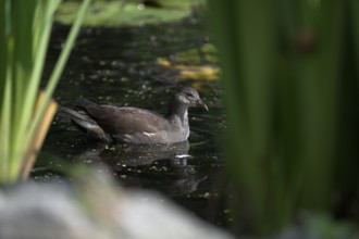 Green-footed moorhen (Gallinula chloropus), swimming among reeds, Lower Rhine, North