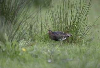 Ruff (Philomachus pugnax) in a meadow, Texel, North Holland, Netherlands