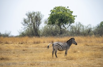 Plains zebra (Equus quagga), in dry savannah, Okavango Delta, Moremi Game Reserve, Botswana