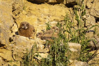 Eurasian Eagle-owl (Bubo bubo) chicks in the nest hollow Germany