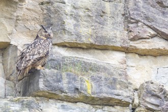 Eurasian Eagle-owl (Bubo bubo) adult bird in the rock face Germany