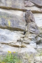 Eurasian Eagle-owl (Bubo bubo) adult bird in the rock face Germany