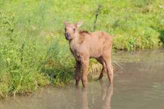A Moose calf (Alces alces) stands in a shallow stream and looks around