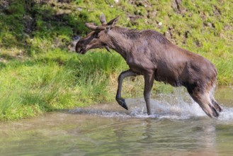 An aggressive bull moose (Alces alces) crosses a stream with splashing water on a sunny day