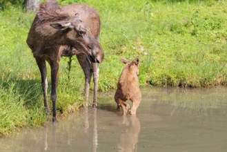 A moose calf (Alces alces) stands next to its mother in a shallow stream and shits in the water