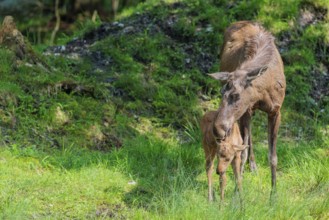 A moose calf and its mother (Alces alces) are standing on the bank of a shallow stream on a sunny
