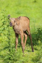 A moose calf (Alces alces) stands on the bank of a shallow stream on a sunny day and eats from a