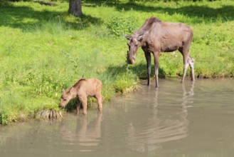 A moose calf and its mother (Alces alces) walk along the bank of a shallow stream on a sunny day in