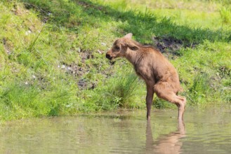 A moose calf (Alces alces) stands in a shallow stream and shits in the water