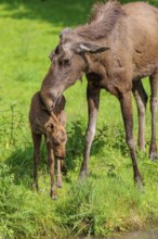 A moose calf and its mother (Alces alces) are standing on the bank of a shallow stream on a sunny