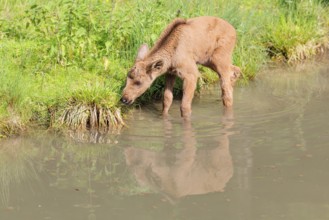 A moose calf (Alces alces) walks along the bank of a shallow stream on a sunny day in search of