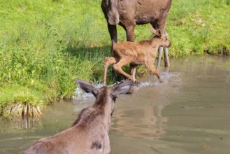A moose calf (Alces alces) flees from an aggressive bull moose in the shallow river on a sunny day