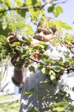 Girl picking redcurrants or currants, Ribes Rubum, Upper Bavaria, Bavaria, Germany