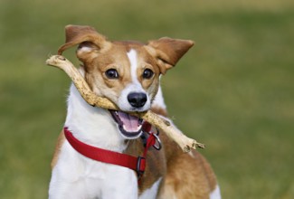 Beagle with branch in mouth jumps across meadow, Switzerland