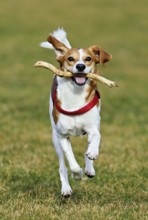 Beagle with branch in mouth jumps across meadow, Switzerland