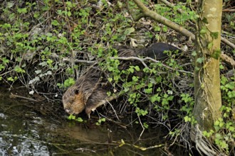 Eurasian beaver, European beaver (Castor fibre), eating leaves on the bank of a stream, Canton Zug,
