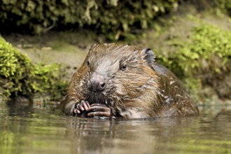 Eurasian beaver, European beaver (Castor fibre), feeding in the water, Canton Zug, Switzerland