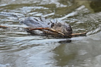 Eurasian beaver, European beaver (Castor fibre), swimming in a stream with a branch in its mouth,