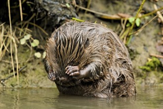 Eurasian beaver, European beaver (Castor fibre), cleaning its face, Canton Zug, Switzerland