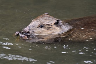 Eurasian beaver, European beaver (Castor fibre), eating an acorn in the water, Canton Zug,