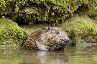 Eurasian beaver, European beaver (Castor fibre), sitting in water, Canton Zug, Switzerland