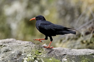 Chough (Pyrrhocorax pyrrhocorax), sitting on a rock, Switzerland