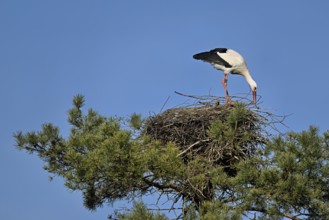 White stork (Ciconia ciconia), standing on eyrie, Switzerland