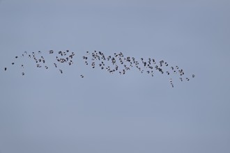 A group of lapwings (Vanellus vanellus) in flight, Flachsee, Canton Aargau, Switzerland